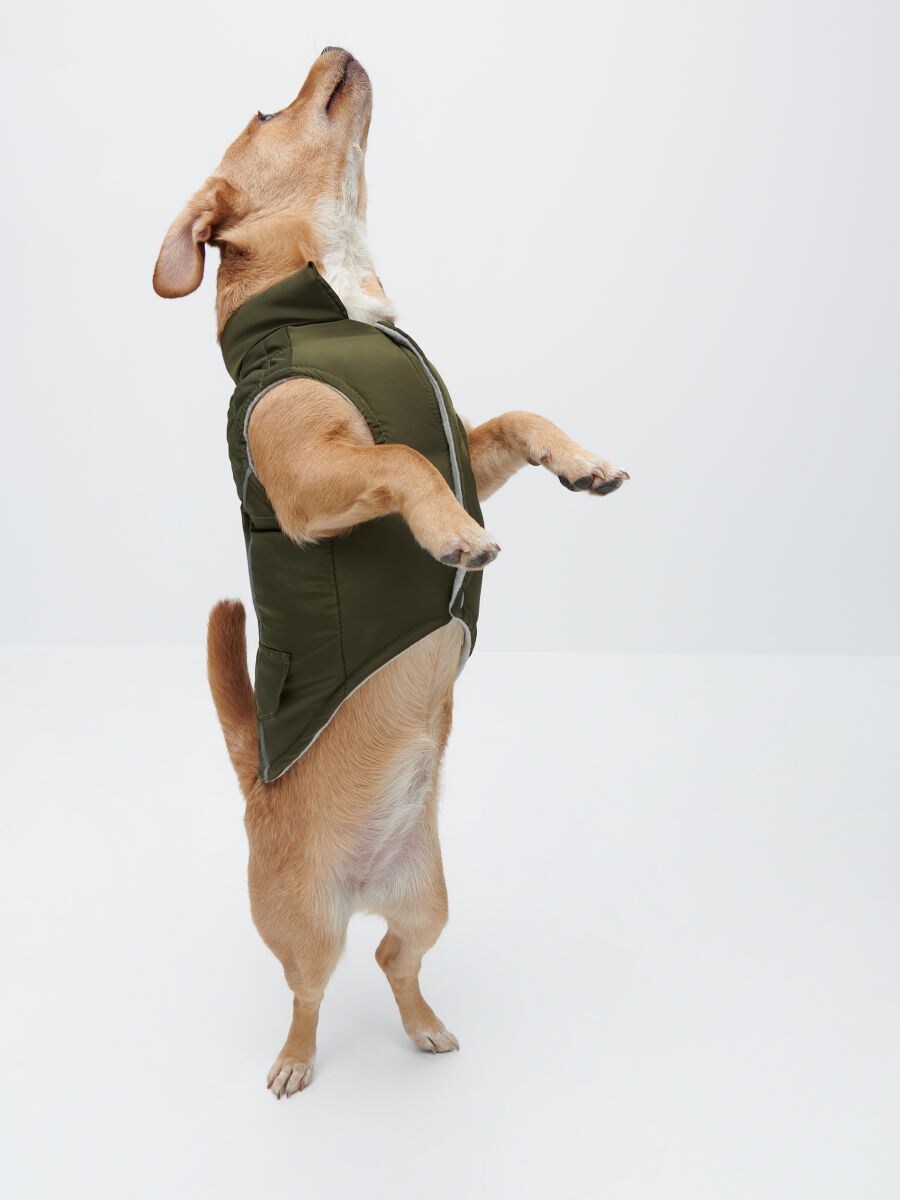 green dog jacket